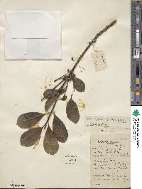 Ilex paraguariensis image