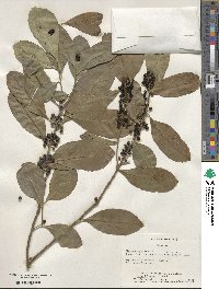 Ilex paraguariensis image