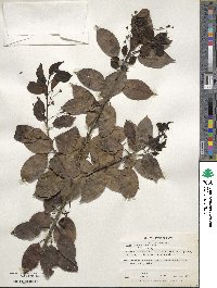 Ilex pedunculosa image