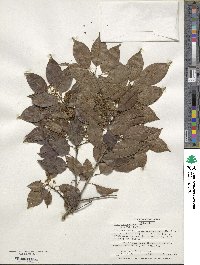 Ilex pedunculosa image