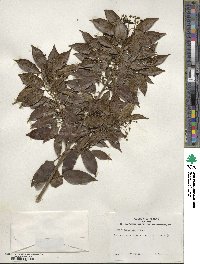 Ilex pedunculosa image