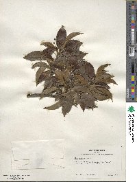 Ilex pedunculosa image