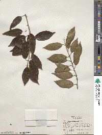 Ilex pedunculosa image