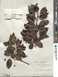 Ilex pedunculosa image