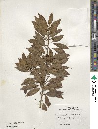 Ilex pedunculosa image