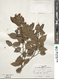 Ilex pedunculosa image