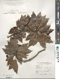 Ilex pedunculosa image