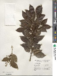 Ilex pedunculosa image