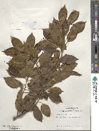 Ilex pedunculosa image