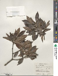 Ilex pedunculosa image