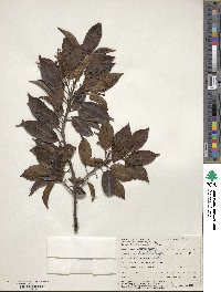 Ilex pedunculosa image