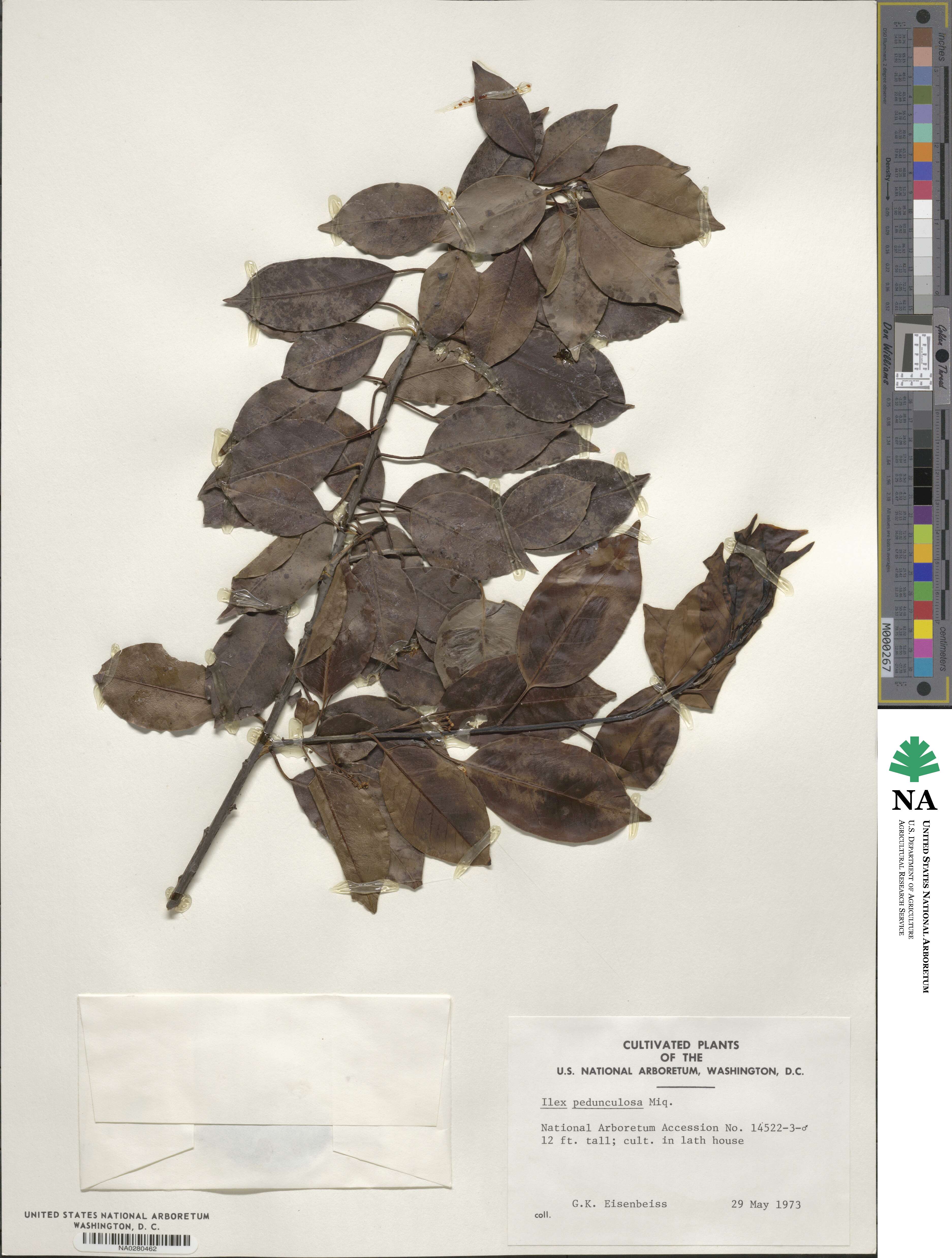 Ilex pedunculosa image