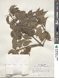 Ilex pedunculosa image