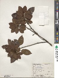 Ilex pedunculosa image