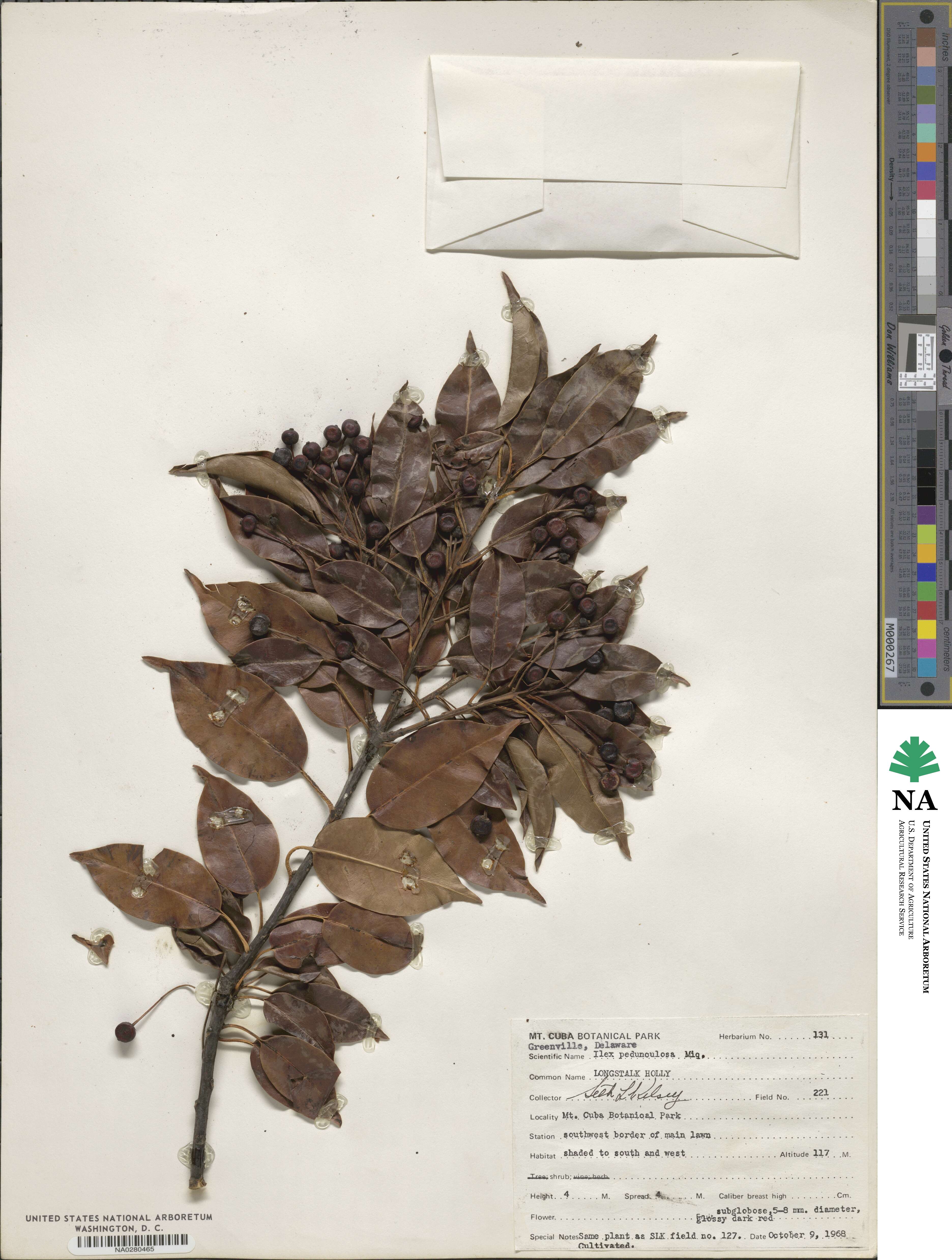 Ilex pedunculosa image