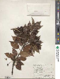 Ilex pedunculosa image