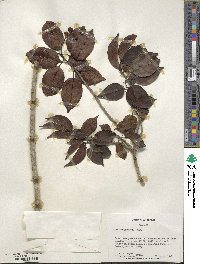 Ilex pedunculosa image