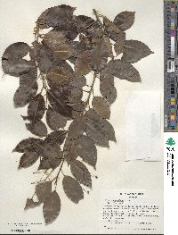 Ilex pedunculosa image