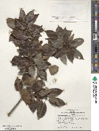 Ilex pedunculosa image