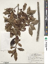 Ilex pedunculosa image