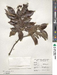 Ilex pedunculosa image