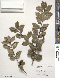 Ilex pedunculosa image