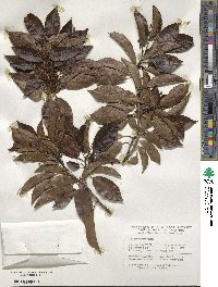 Ilex pedunculosa image