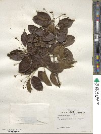 Ilex pedunculosa image