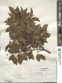 Ilex pedunculosa image