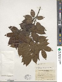 Ilex pedunculosa image