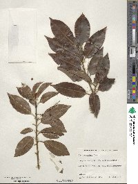 Ilex pedunculosa image