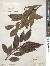 Ilex pedunculosa image