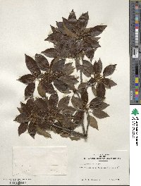 Ilex pedunculosa image