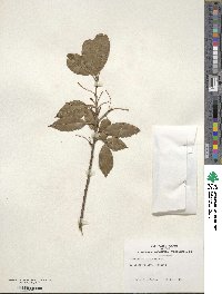 Ilex pedunculosa image