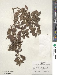 Ilex pedunculosa image