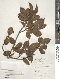 Ilex pedunculosa image