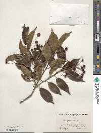 Ilex pedunculosa image