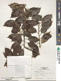 Ilex pedunculosa image