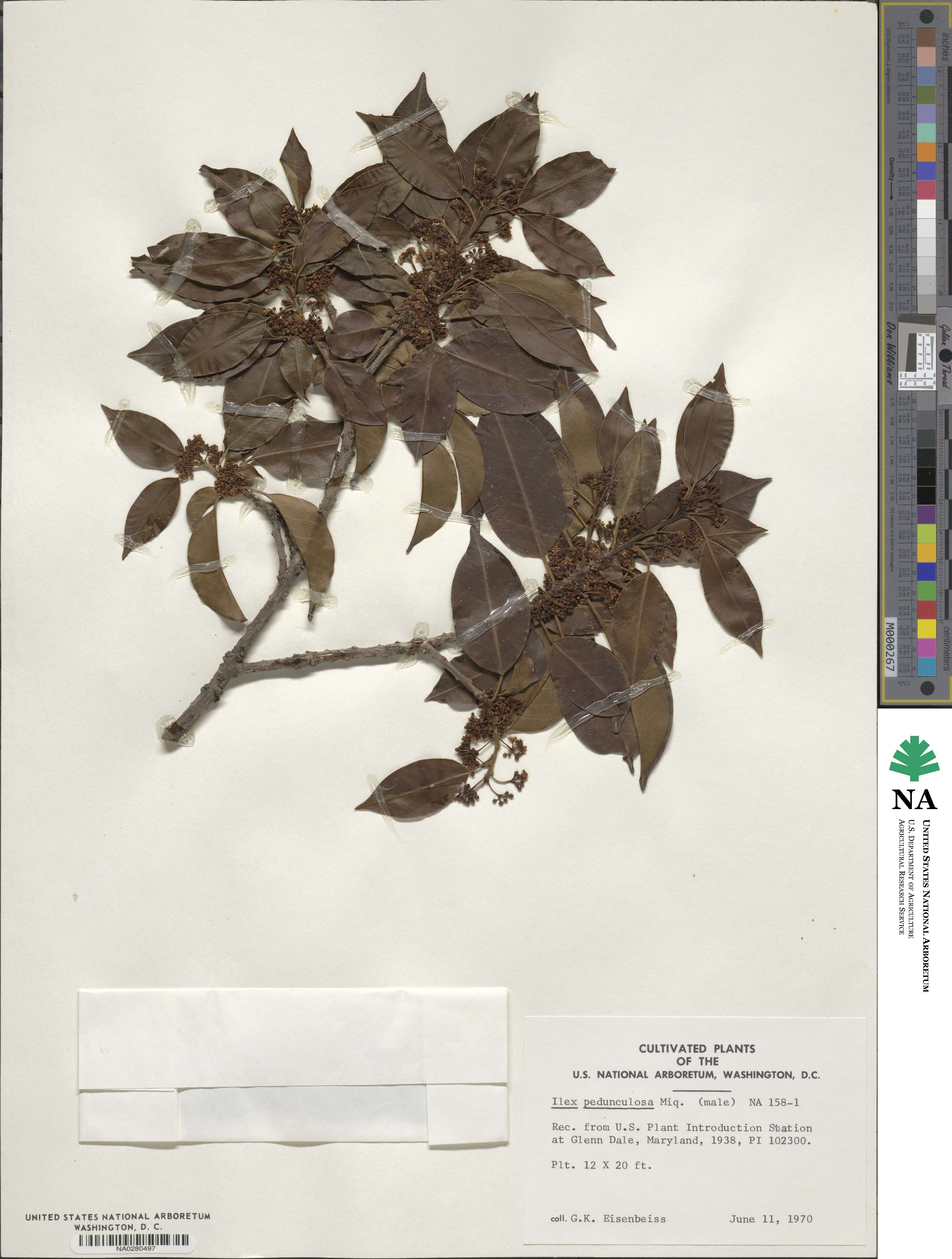 Ilex pedunculosa image