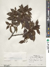 Ilex pedunculosa image