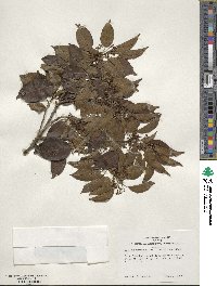 Ilex pedunculosa image