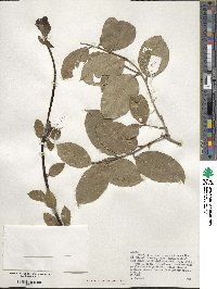 Ilex perado subsp. azorica image