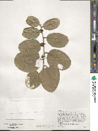 Ilex perado subsp. azorica image