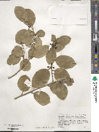 Ilex perado subsp. azorica image