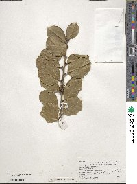 Ilex perado subsp. azorica image