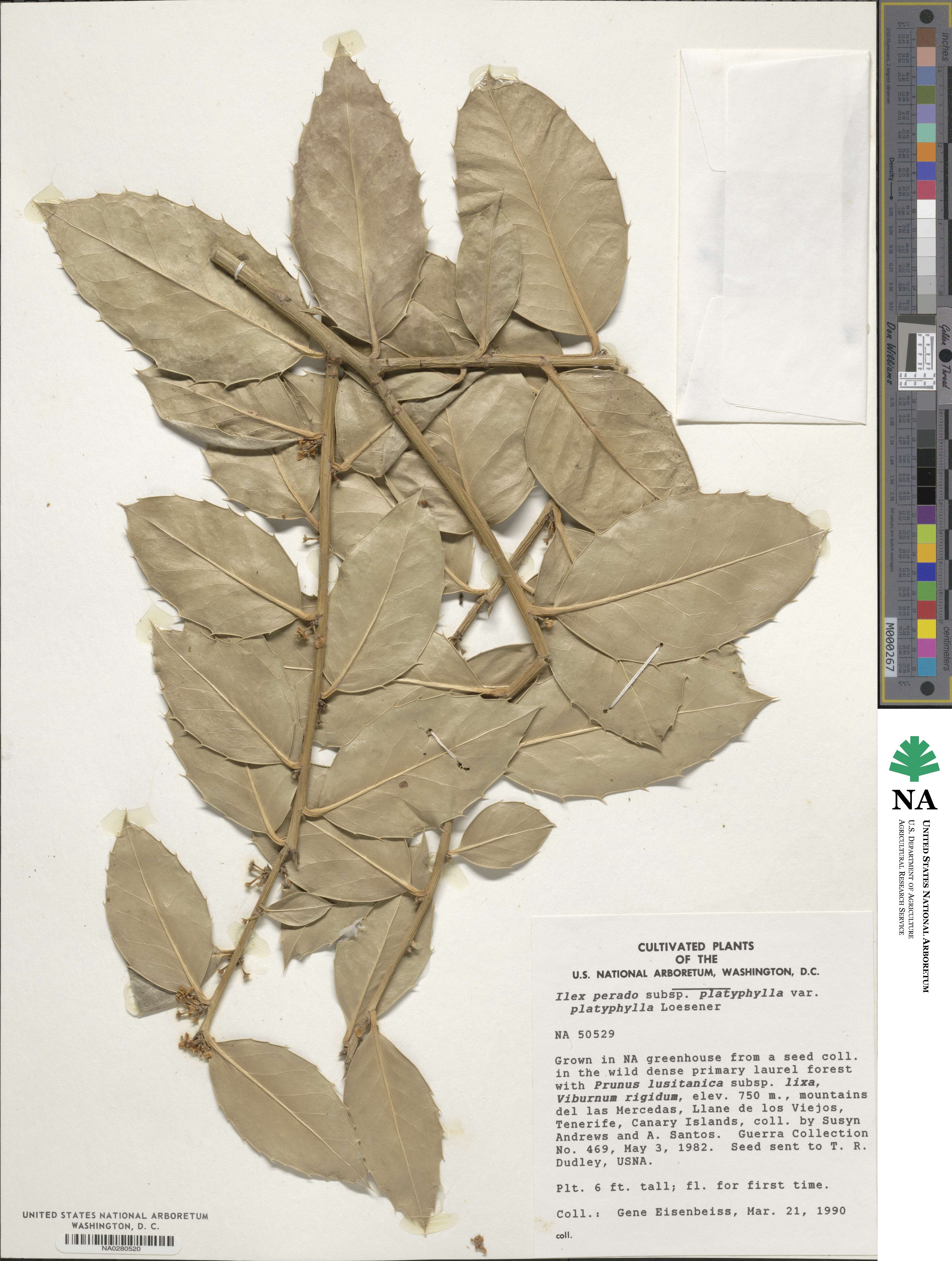 Ilex perado subsp. platyphylla image