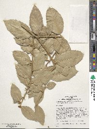 Ilex perado subsp. platyphylla image