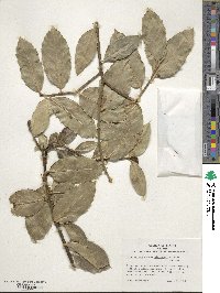 Ilex perado subsp. platyphylla image