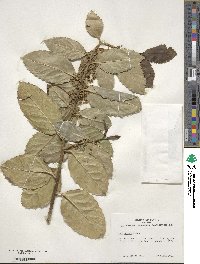 Ilex perado subsp. platyphylla image