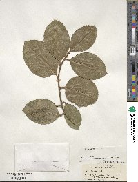 Ilex perado subsp. platyphylla image